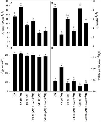 Salicylic Acid Priming Regulates Stomatal Conductance, Trichome Density and Improves Cadmium Stress Tolerance in Mentha arvensis L.